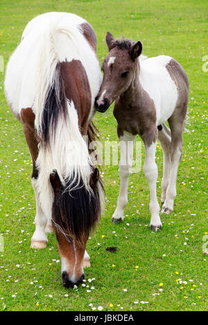 Schecken Stute und Fohlen Dartmoor-Ponys auf Roborough Down, Yelverton, Devon, UK Stockfoto