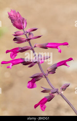 Einzelne Blütenrispe Hybrid ornamentalen Salbei, Salvia "Liebe & Wünsche" Stockfoto