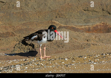 Amerikanischer Austernfischer auf einem sandigen Strand der Galapagos Inseln. Stockfoto