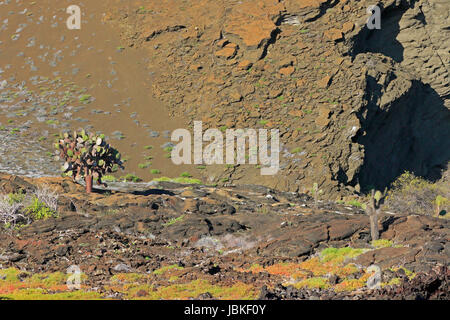 Prickly Pear Cactus Bartolome Insel der Galapagos Inseln. Stockfoto