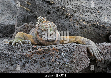 Schuss in den Kopf von einem marine Iguana ruht auf Lava in den Galapagos-Inseln Stockfoto