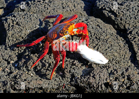 Sally Lightfoot Krabben mit einem toten Fisch in den Galapagos-Inseln Stockfoto