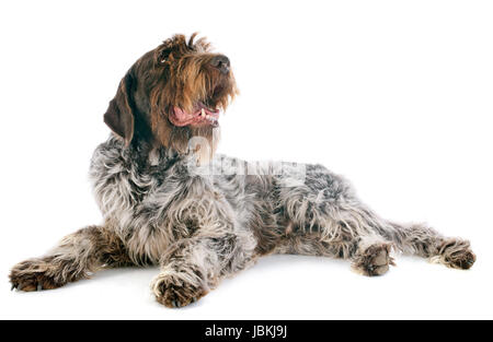 Drahthaar deuten Griffon vor weißem Hintergrund Stockfoto