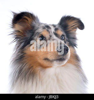 Porträt eines reinrassigen Shetland Hundes vor weißem Hintergrund Stockfoto