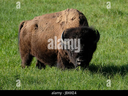 Bisons grasen auf das Lamar Valley, Yellowstone-Nationalpark, Wyoming, USA Stockfoto