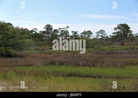 Bäume und Gräser in ein Salzwasser Marsh entlang der Florida Gulf Coast Stockfoto