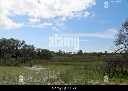 Bäume und Gräser in ein Salzwasser Marsh entlang der Florida Gulf Coast Stockfoto