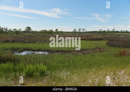 Bäume und Gräser in ein Salzwasser Marsh entlang der Florida Gulf Coast Stockfoto