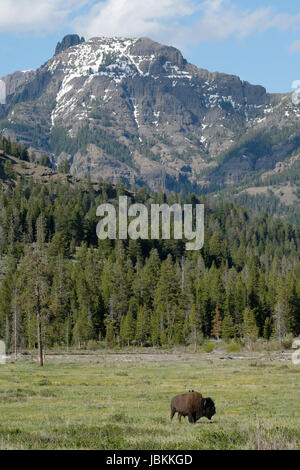 Bisons grasen auf das Lamar Valley, Yellowstone-Nationalpark, Wyoming, USA Stockfoto