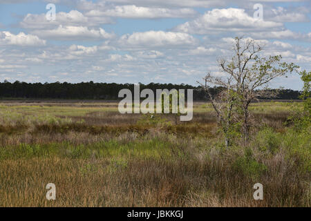 Bäume und Gräser in ein Salzwasser Marsh entlang der Florida Gulf Coast Stockfoto