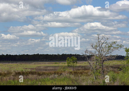 Bäume und Gräser in ein Salzwasser Marsh entlang der Florida Gulf Coast Stockfoto