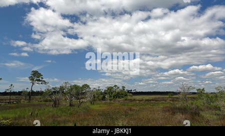 Bäume und Gräser in ein Salzwasser Marsh entlang der Florida Gulf Coast Stockfoto