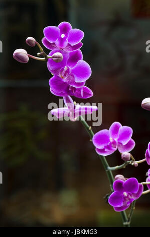 Rosa Orchidee Blume auf schwarzem Hintergrund Stockfoto
