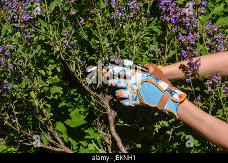 Nahaufnahme des Weibes Hände im bunten Garten Handschuhe schneiden Salbei Kräuter im Garten mit Gartenschere. Stockfoto