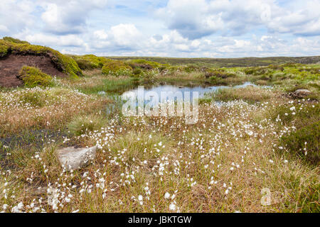 Decke Torf Moor mit gemeinsamen Wollgras (Eriophorum angustifolium) Sumpf, Moor, Kinder Scout Alfreton, Derbyshire, Peak District, England, Großbritannien Stockfoto