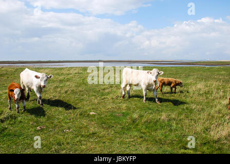 Frühling-Weiden mit grasenden Rinder. Von der Insel Öland, Schweden Stockfoto