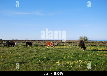 Frühling-Weiden mit grasenden Rinder. Von der schwedischen Insel Öland. Stockfoto