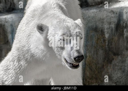 Bild von einem Tier Raubtier große White bear Stockfoto
