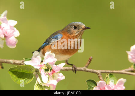 Weibliche östliche Bluebird (Sialia Sialis) in einen Apfelbaum mit Blumen Stockfoto