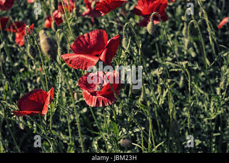 Rote Mohnblumen auf grüne Unkraut Felder im Frühling im italienischen Landschaft Stockfoto