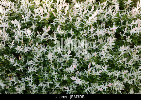 Schönen Frühling Weide Salix Integra Hakuro Nishiki Baum Stockfoto