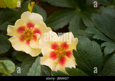 Rosa "Eye of the Tiger" Blumen. Stockfoto