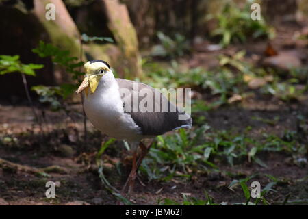 Vanellus Miles / maskiert Kiebitz Stockfoto