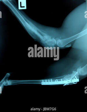 X-Ray Bild von wilden Tieren Skelett Stockfoto