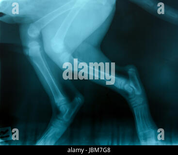 X-Ray Bild von wilden Tieren Skelett Stockfoto