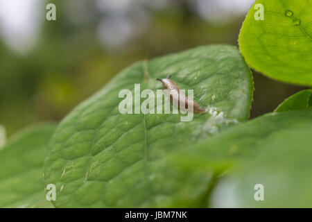 Schnecke auf einem grünen Blatt im Garten Stockfoto