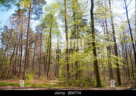 Spriesende Bäume Im Wald in der Frühlingssonne Stockfoto