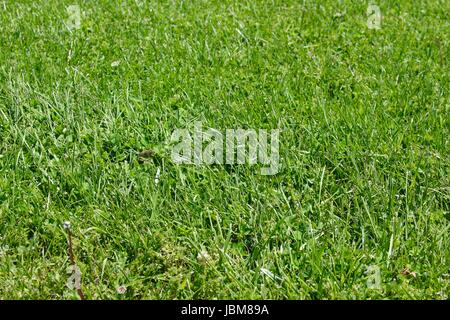 Ein sonniger Tag im Park mit der Natur und Kleinigkeiten des Parks. Stockfoto