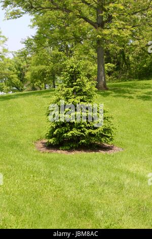 Ein sonniger Tag im Park mit der Natur und Kleinigkeiten des Parks. Stockfoto