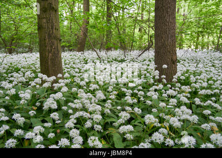 Dicken Teppich Bloomiong Bärlauch im Wald Allium Ursinum Bärlauch, Stoffen, Bärlauch, breitblättrigen Knoblauch, Holz Knoblauch, Bär-Lauch Stockfoto