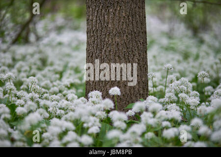 Dicken Teppich Bloomiong Bärlauch im Wald Allium Ursinum Bärlauch, Stoffen, Bärlauch, breitblättrigen Knoblauch, Holz Knoblauch, Bär-Lauch Stockfoto
