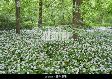 Dicken Teppich Bloomiong Bärlauch im Wald Allium Ursinum Bärlauch, Stoffen, Bärlauch, breitblättrigen Knoblauch, Holz Knoblauch, Bär-Lauch Stockfoto