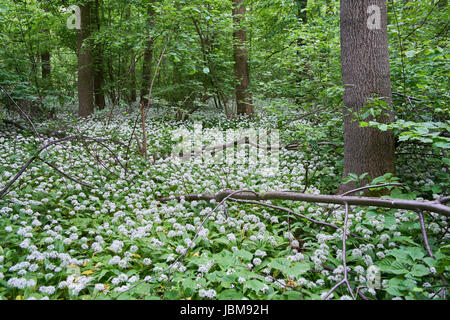 Dicken Teppich Bloomiong Bärlauch im Wald Allium Ursinum Bärlauch, Stoffen, Bärlauch, breitblättrigen Knoblauch, Holz Knoblauch, Bär-Lauch Stockfoto