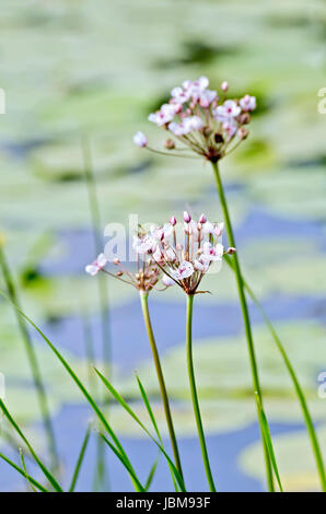 Butomus Umbellatus Blumen auf einem Hintergrund Wasser und Gras Stockfoto