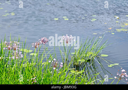 Butomus Umbellatus Blumen auf einem Hintergrund Wasser und Gras Stockfoto