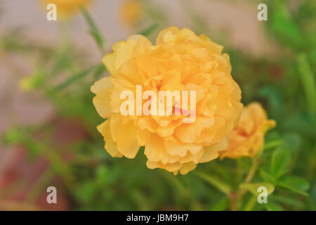 Portulaca Blüten im Garten in Morgen Stockfoto