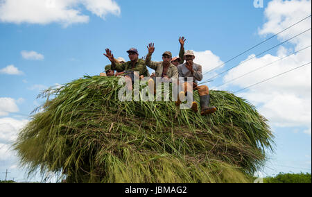 Arbeitnehmer Reiten in Lkw auf Zuckerrohr Ernte Stockfoto