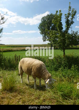 Schafe auf der Wiese Stockfoto