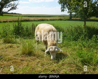 Schaf frisst Gras Stockfoto