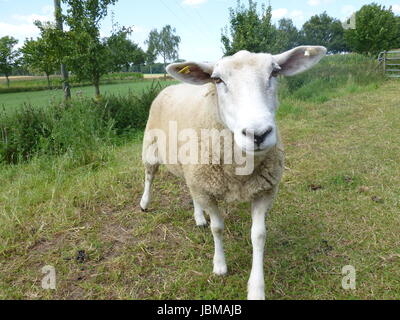 Schafe peeps Stockfoto