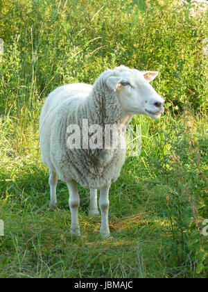 grün blau Stockfoto