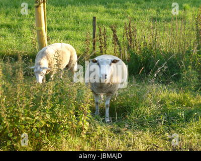 grün blau Stockfoto