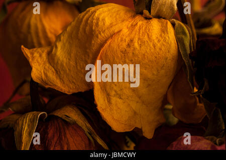 Bunte Rosen in Glasvase mit warmen Abendlicht welke Stockfoto