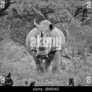 Weiße Rninoceros in der nördlichen Kap, Südafrika Stockfoto