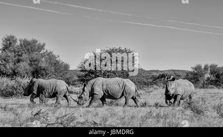 Drei weiße Rhinos zu Fuß durch die Savanne Afrikas Domherrn Stockfoto