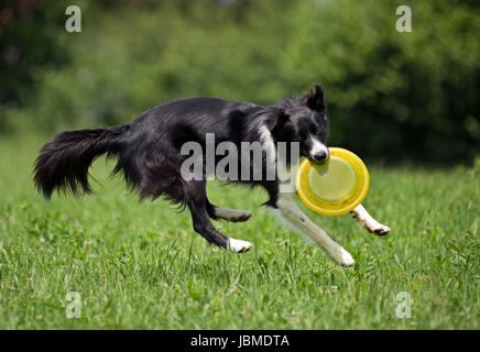 Border-Collie Shooting Frisbee nahe aufholen Stockfoto